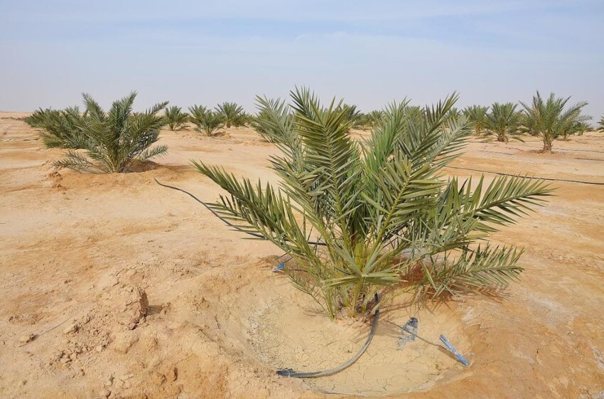 Продукты сельского хозяйства Израиля выращиваются в песке и на минах