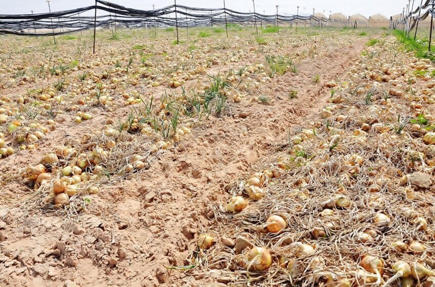 Продукты сельского хозяйства Израиля выращиваются в песке и на минах