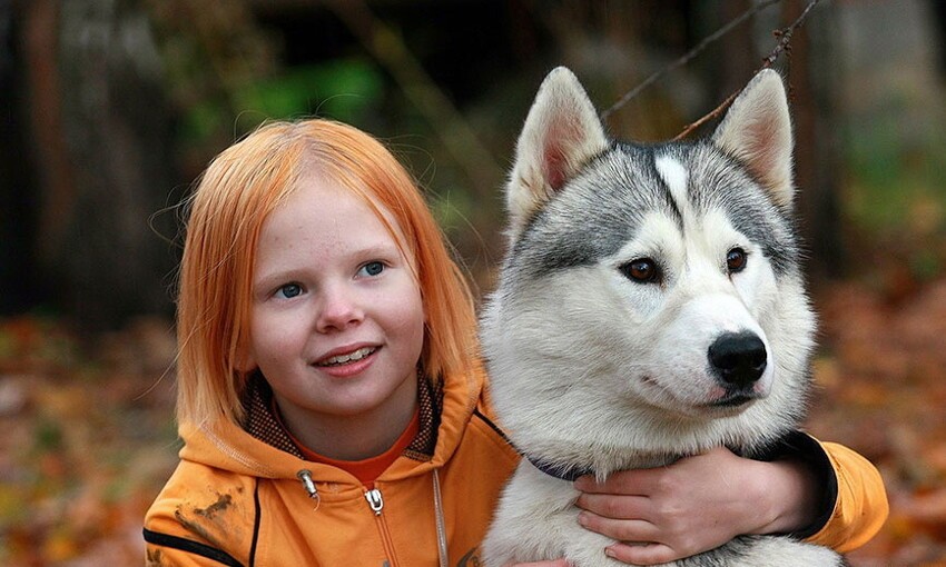Хаски: нереально красивая собака с голубыми глазами