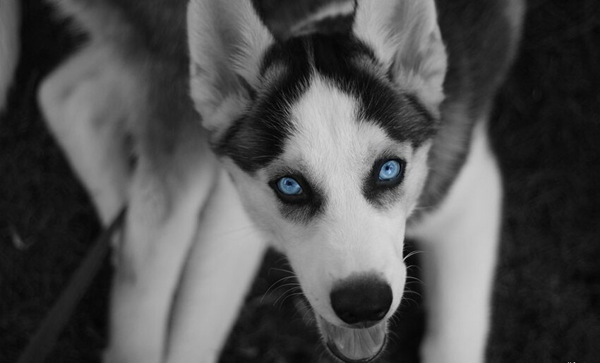 Хаски: нереально красивая собака с голубыми глазами