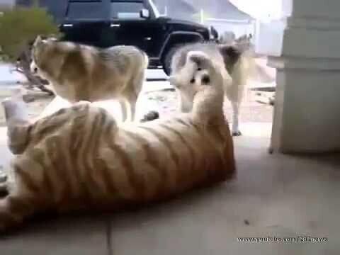  Собаки играются с котенком 