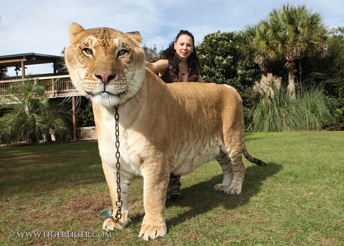 Лев + Тигр = ЛИГР или самая большая кошка в мире