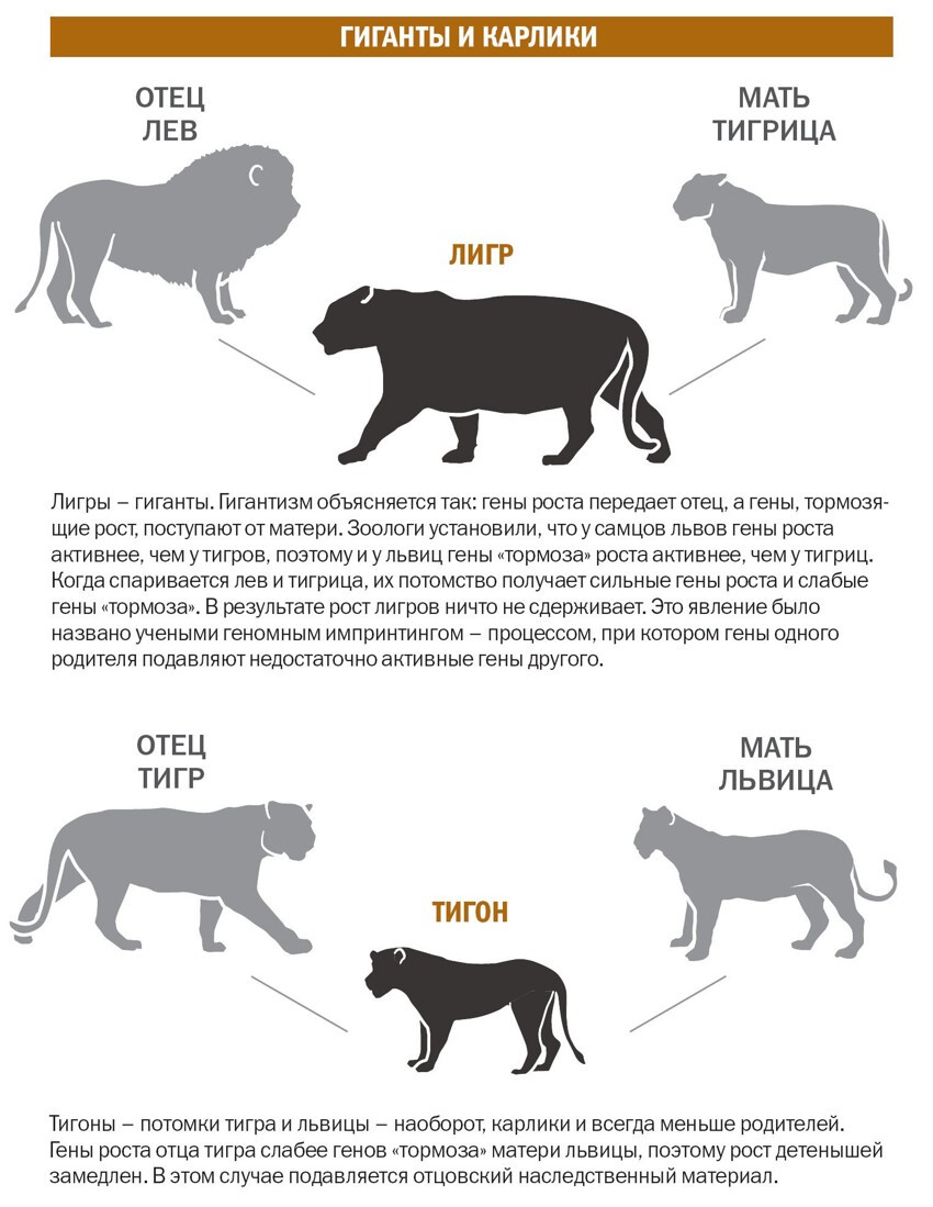 Лев + Тигр = ЛИГР или самая большая кошка в мире