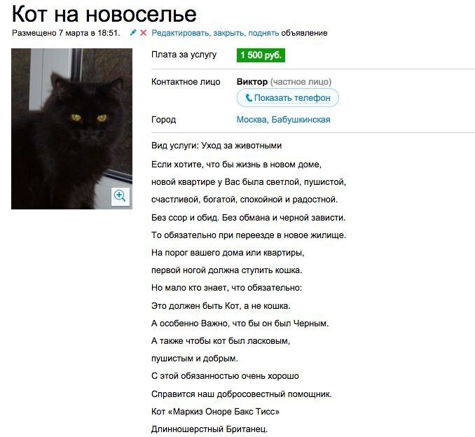 В Москве за 1500 рублей предлагают на новоселье арендовать кота. 