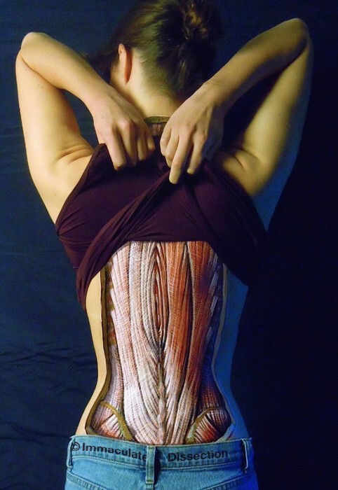 Внутренности напоказ: отличный подход к иллюстрациям по анатомии