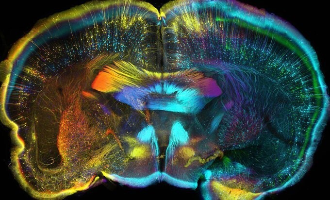 Мозг мыши