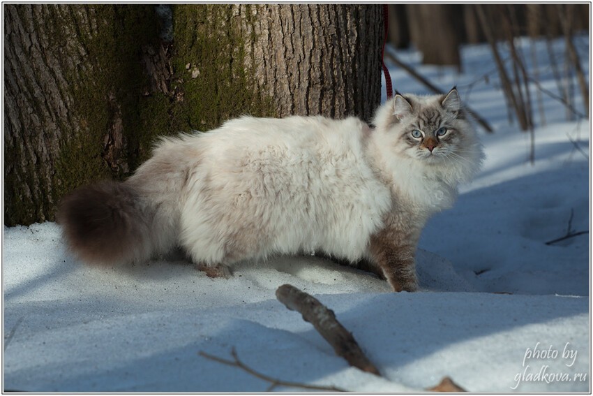 Кот Степан 