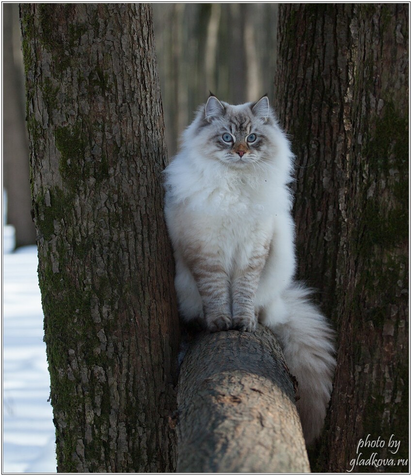 Кот Степан 