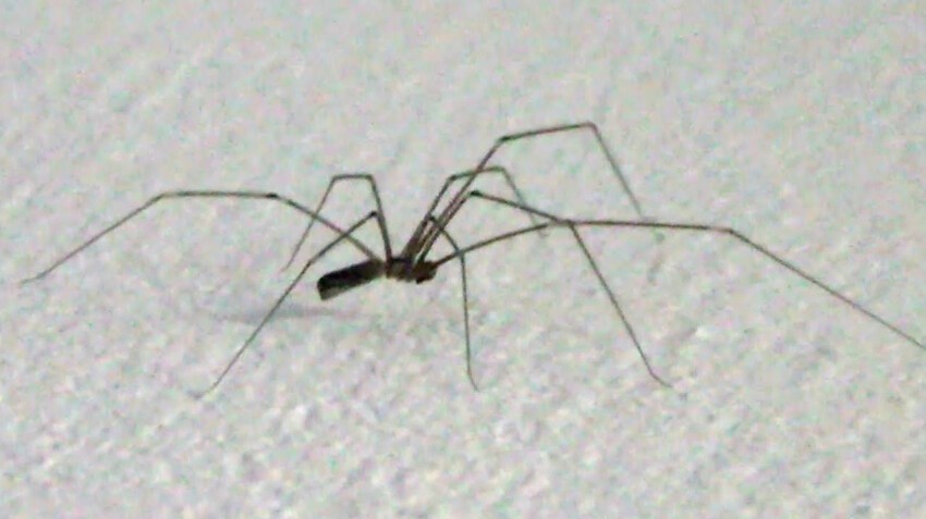 14. Из всех пауков самый сильный яд у пауков-долгоножек. Но они не могут прокусить кожу человека и поэтому неопасны.