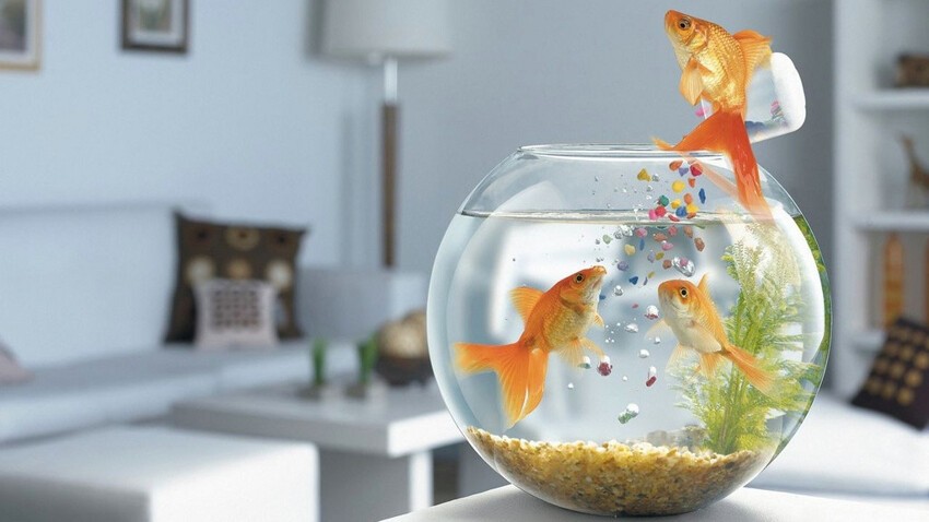 16. Золотая рыбка не в состоянии помнить что-либо дольше трёх секунд.