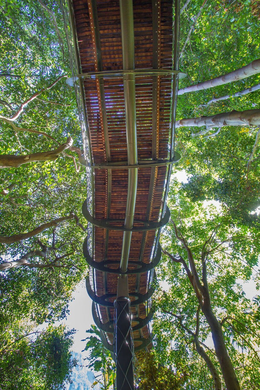 Эта подвесная тропинка в Кейптауне позволяет прогуляться над деревьями