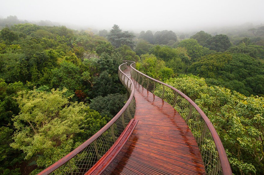 Эта подвесная тропинка в Кейптауне позволяет прогуляться над деревьями