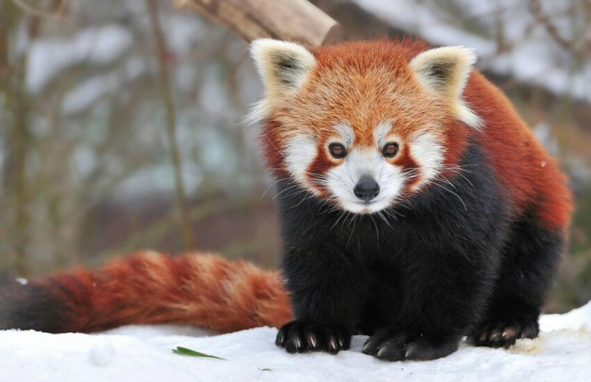 Красные панды - это млекопитающие семейства пандовых отряда хищных. Но они преимущественно питаются растительностью (Листья бамбука их любимое лакомство).