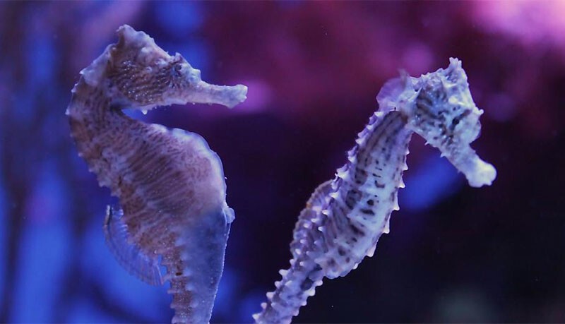 Уникальное творение природы-Морские коньки