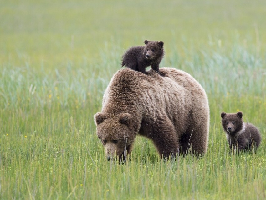«Медвежий лагерь» на Аляске 