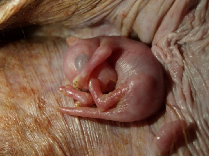 Крошечный зародыш кенгуру