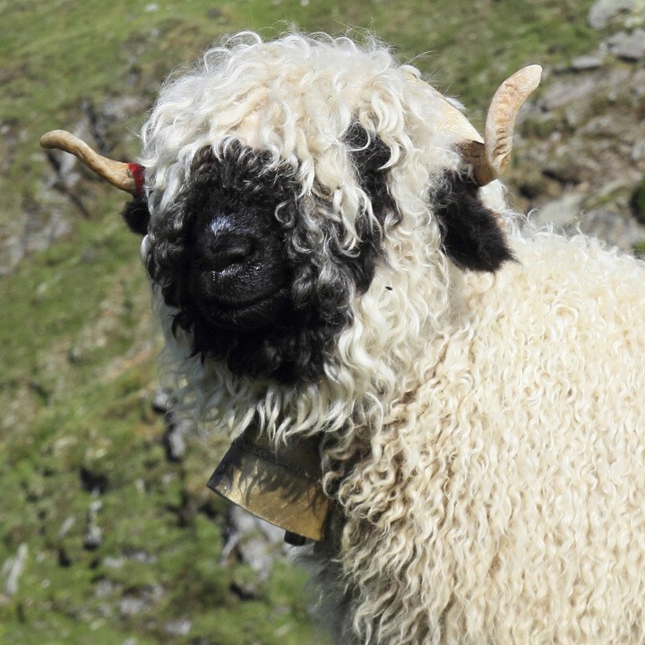 Швейцарская черноносая овца