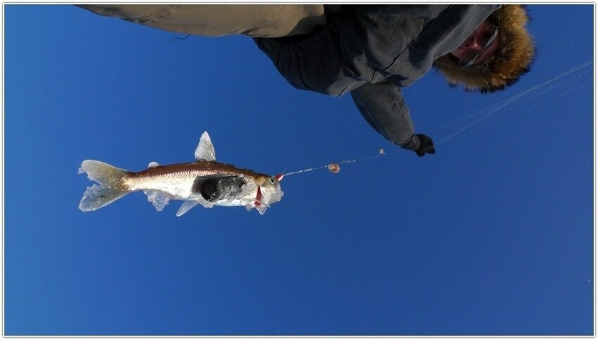 Ловля корюшки на Чукотке: 6 месяцев «огуречной» рыбы