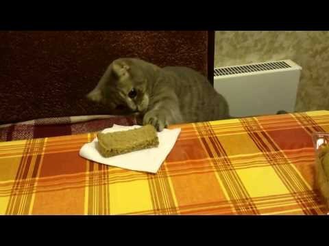 Кот ворует хлеб, прикол 