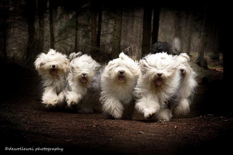 Фотогеничные пастушьи собаки все делают вместе