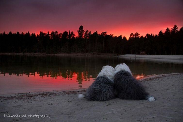 Фотогеничные пастушьи собаки все делают вместе