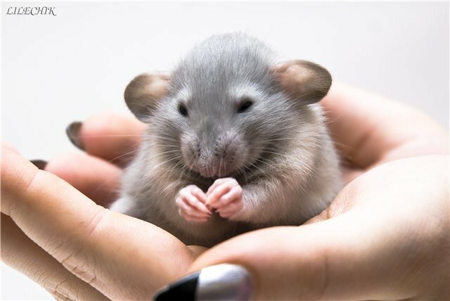 Удивительные факты о крысах, о которых вы не знали