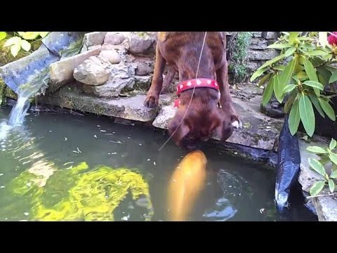 Удивительная дружба собаки и рыбы 