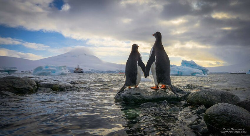 Любовь пингвинов 