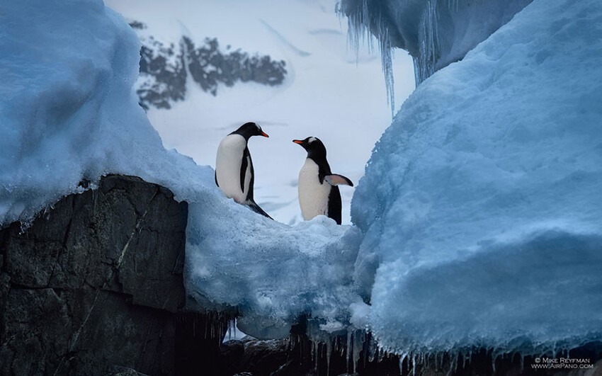 Два пингвина 