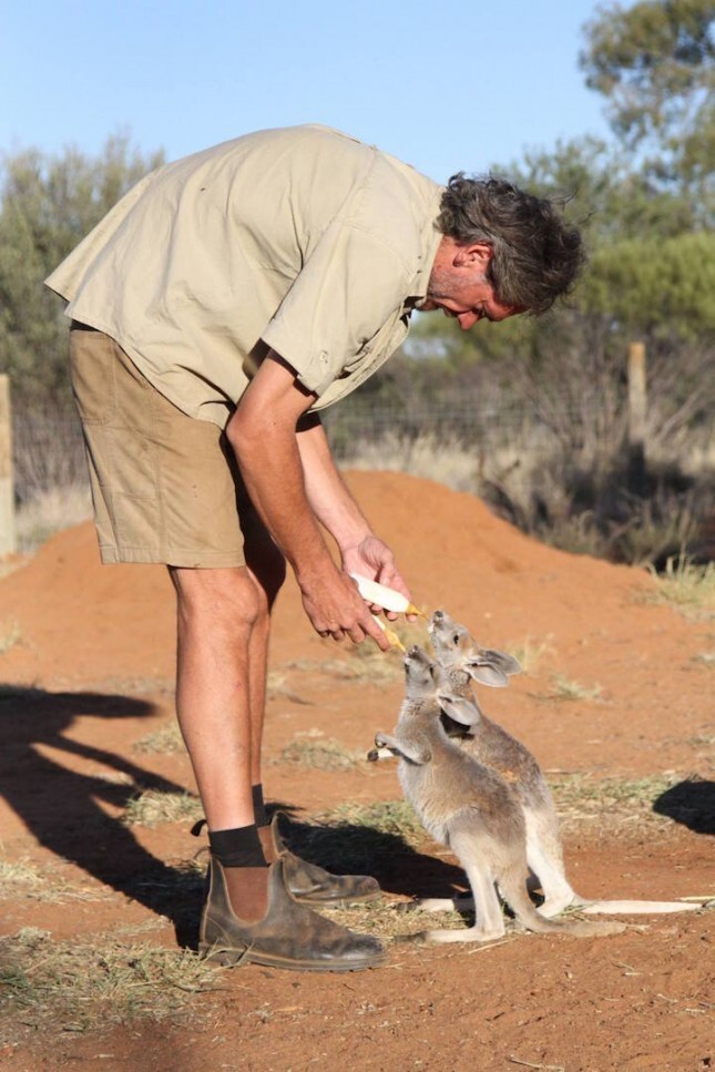 Суррогатный «родитель» для кенгурят Крис Барнс