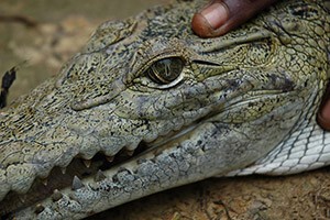 18. Если нажать крокодилу на глаза, он немедленно разожмёт пасть. 