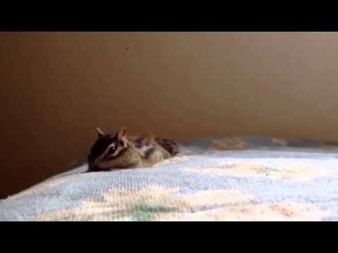 Как просыпаются домашние бурундуки 