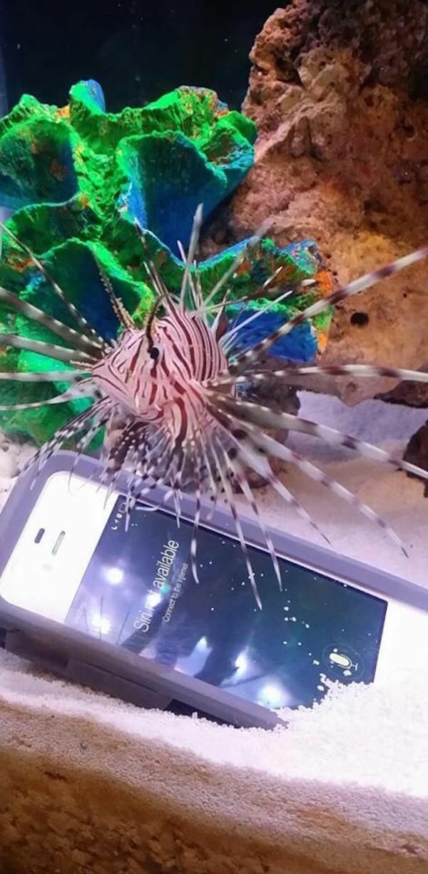 Смартфон в аквариуме