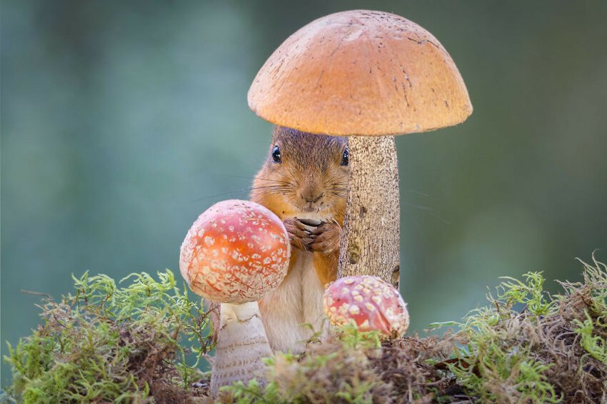 Перешептывается с грибами