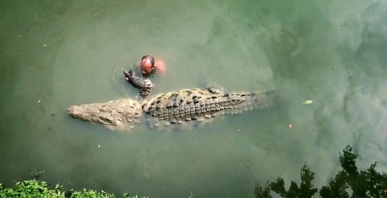 Как укрощают строптивых крокодилов