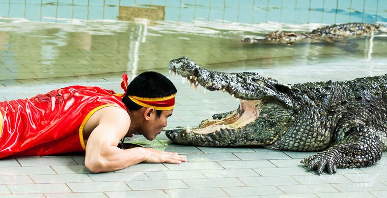 Как укрощают строптивых крокодилов
