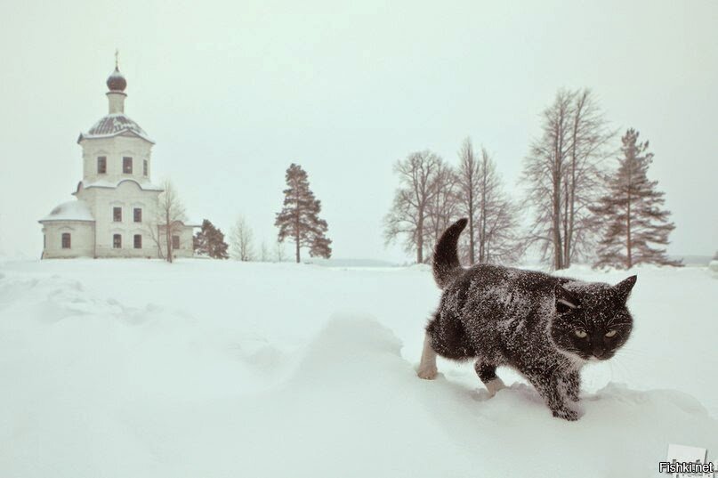 Из солянки от 17.03.2015