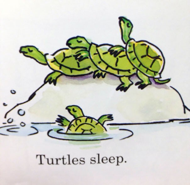17. Как спят черепахи