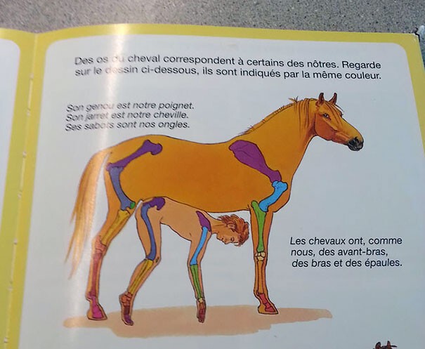 3. Анатомические различия лошади и человека