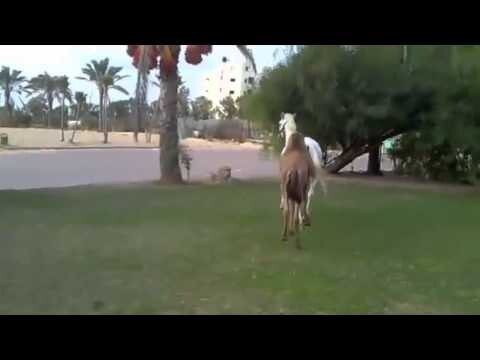  Брачные танцы маленького верблюда 