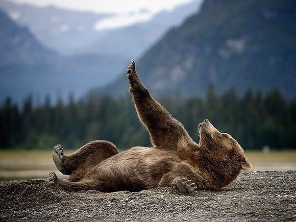 Чем занимаются медведи в свободное время