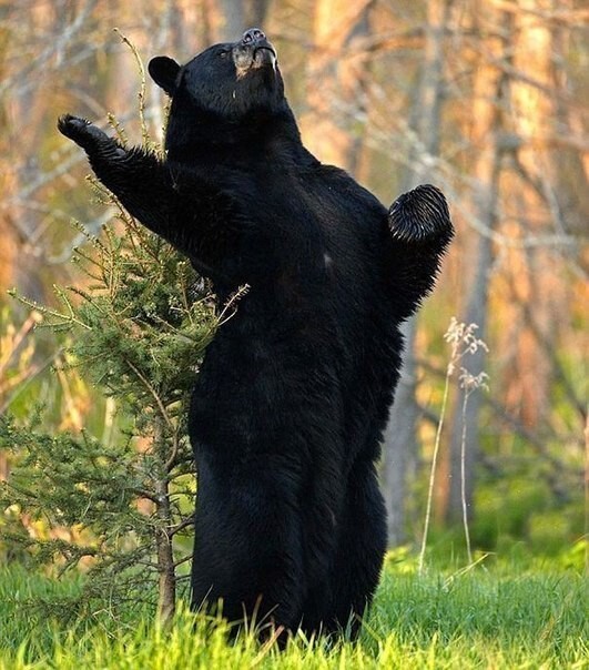 Чем занимаются медведи в свободное время