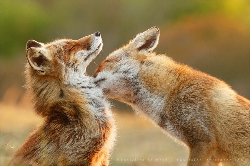 2. Розелин Раймонд (Roeselien Raimond)