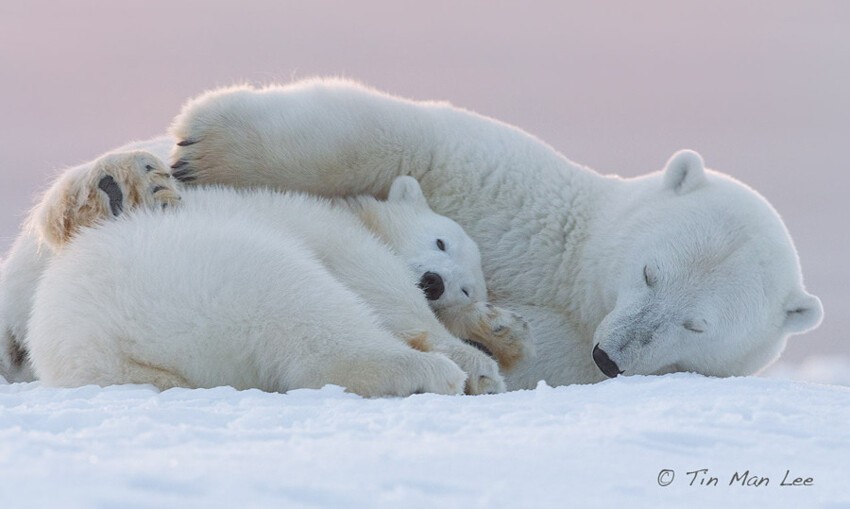 Сладкие объятия полярных медведей