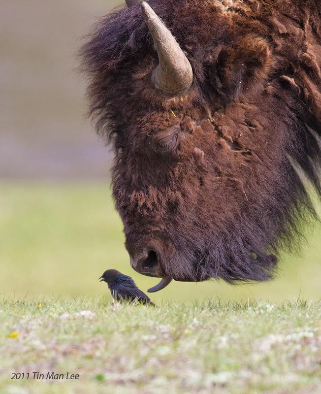 Птичка и зверь, Йеллоустонский национальный парк
