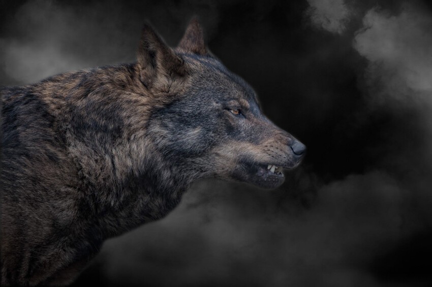 Дымчатый волк