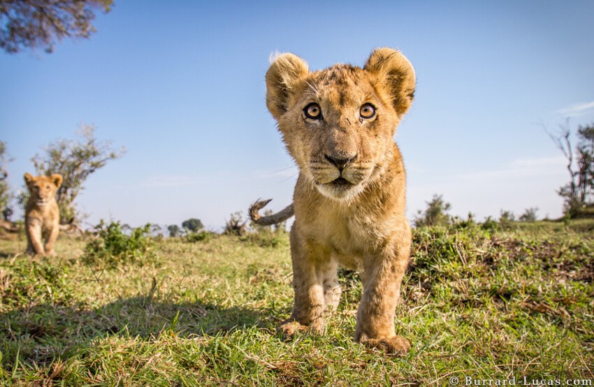 10. Уилл Бёррард-Лукас (Will Burrard-Lucas)