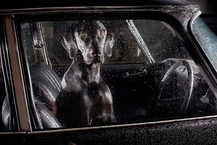 40 собак, ждущих хозяев в машине 