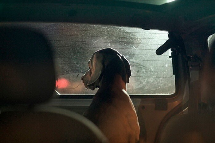 40 собак, ждущих хозяев в машине 