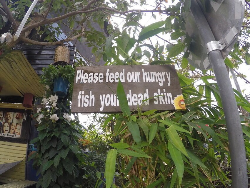 Пожалуйста, покормите наших рыбок вашей мертвой кожей. Сием-Рип, Камбоджа 